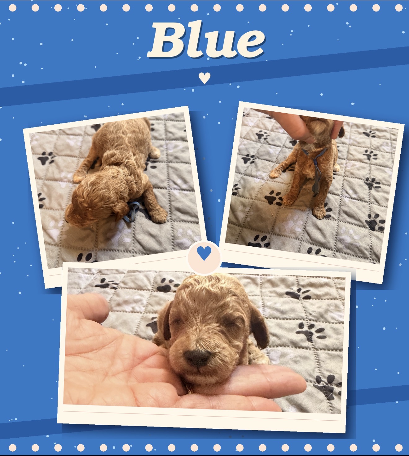 Blue collar boy Mini Goldendoodle puppy photo collage
