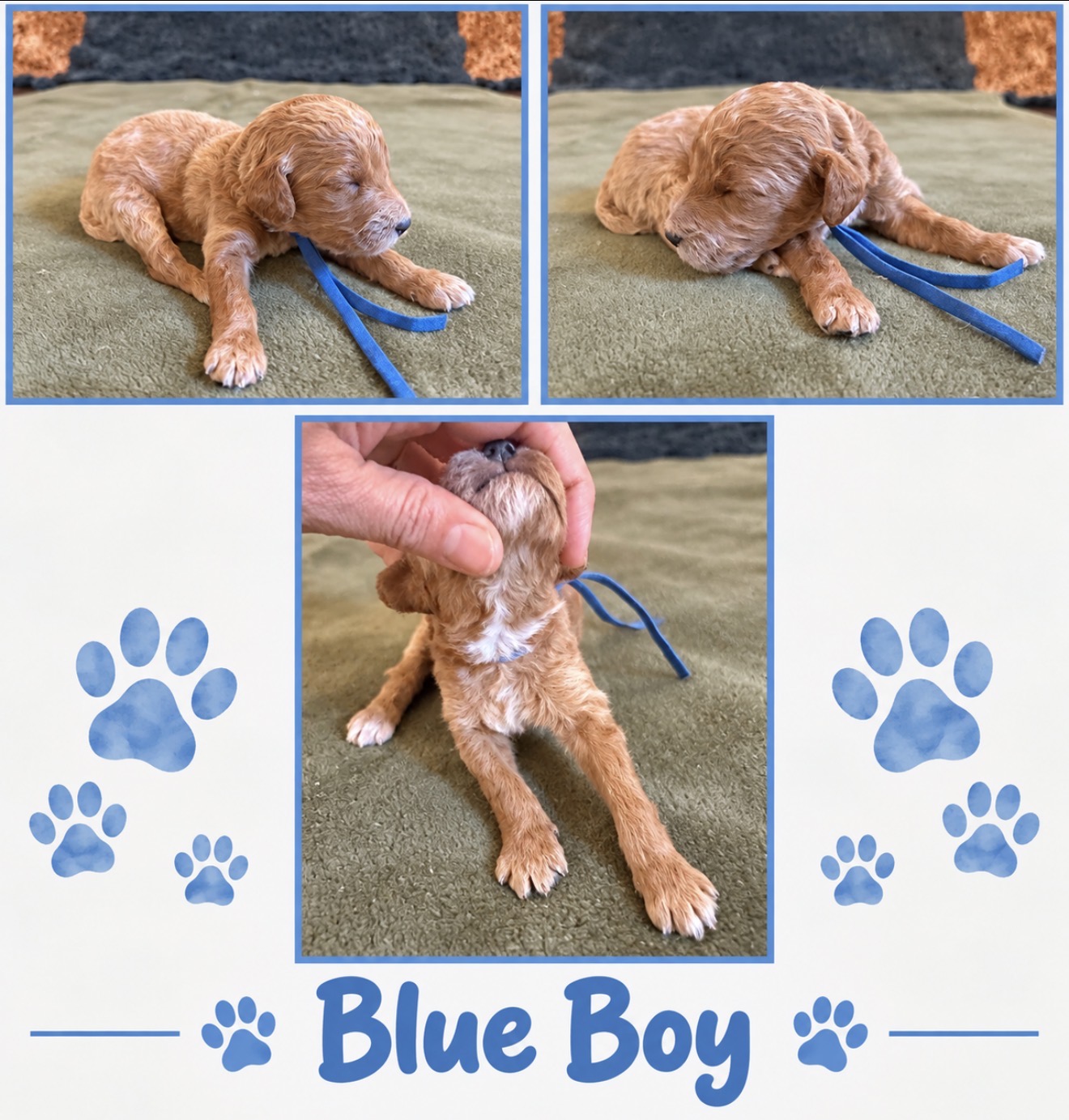 Blue collar boy Mini Goldendoodle puppy photo collage