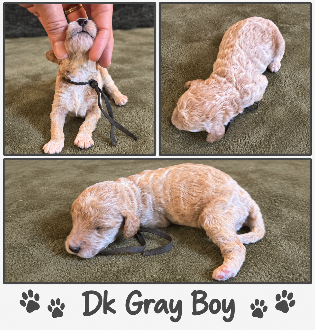 Dark gray collar boy Mini Goldendoodle puppy photo collage
