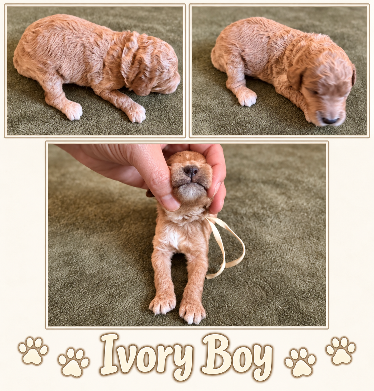 Ivory collar boy Mini Goldendoodle puppy photo collage