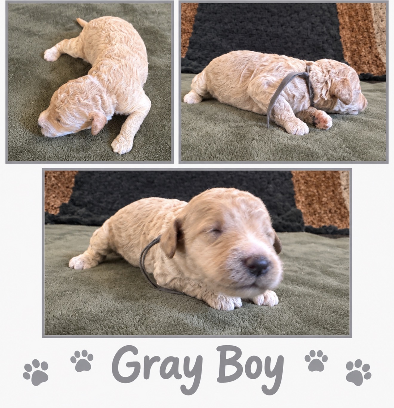 Light gray collar Mini Goldendoodle puppy photo collage