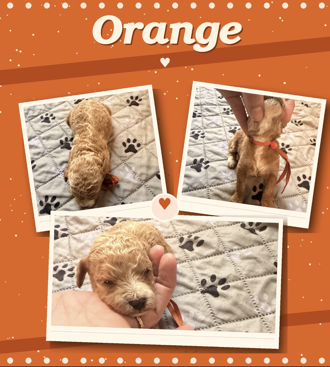 Orange collar boy Mini Goldendoodle puppy photo collage