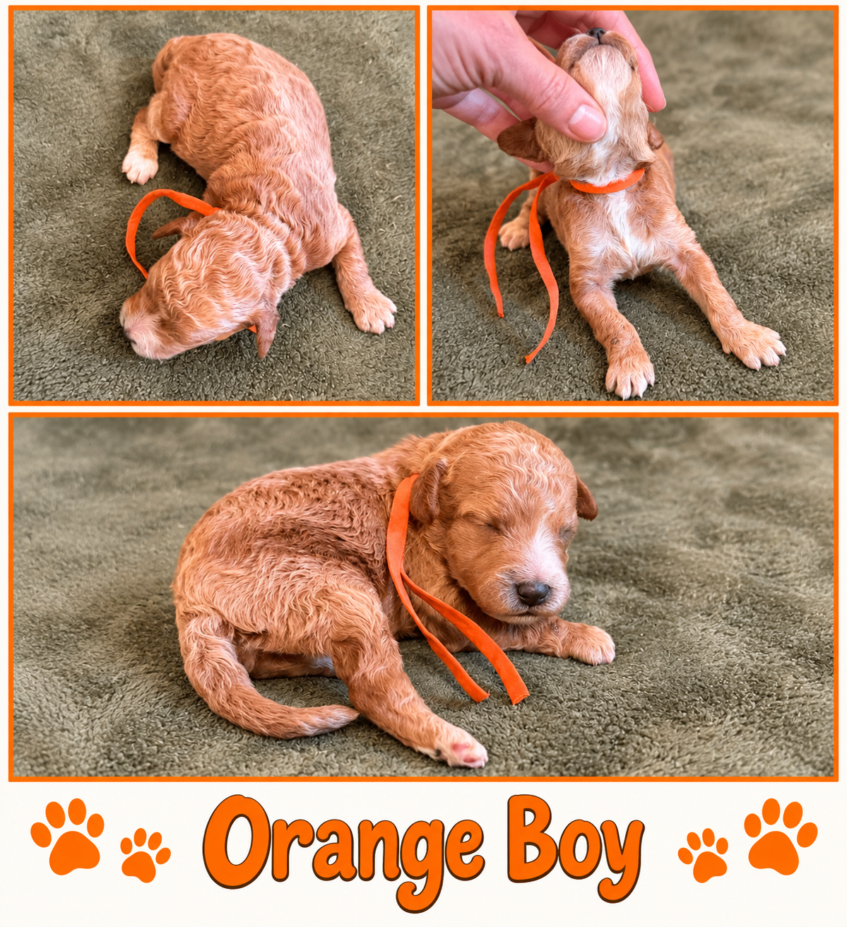 Orange collar boy Mini Goldendoodle puppy photo collage