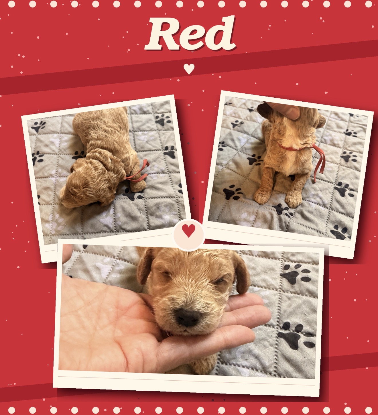 Red collar boy Mini Goldendoodle puppy photo collage