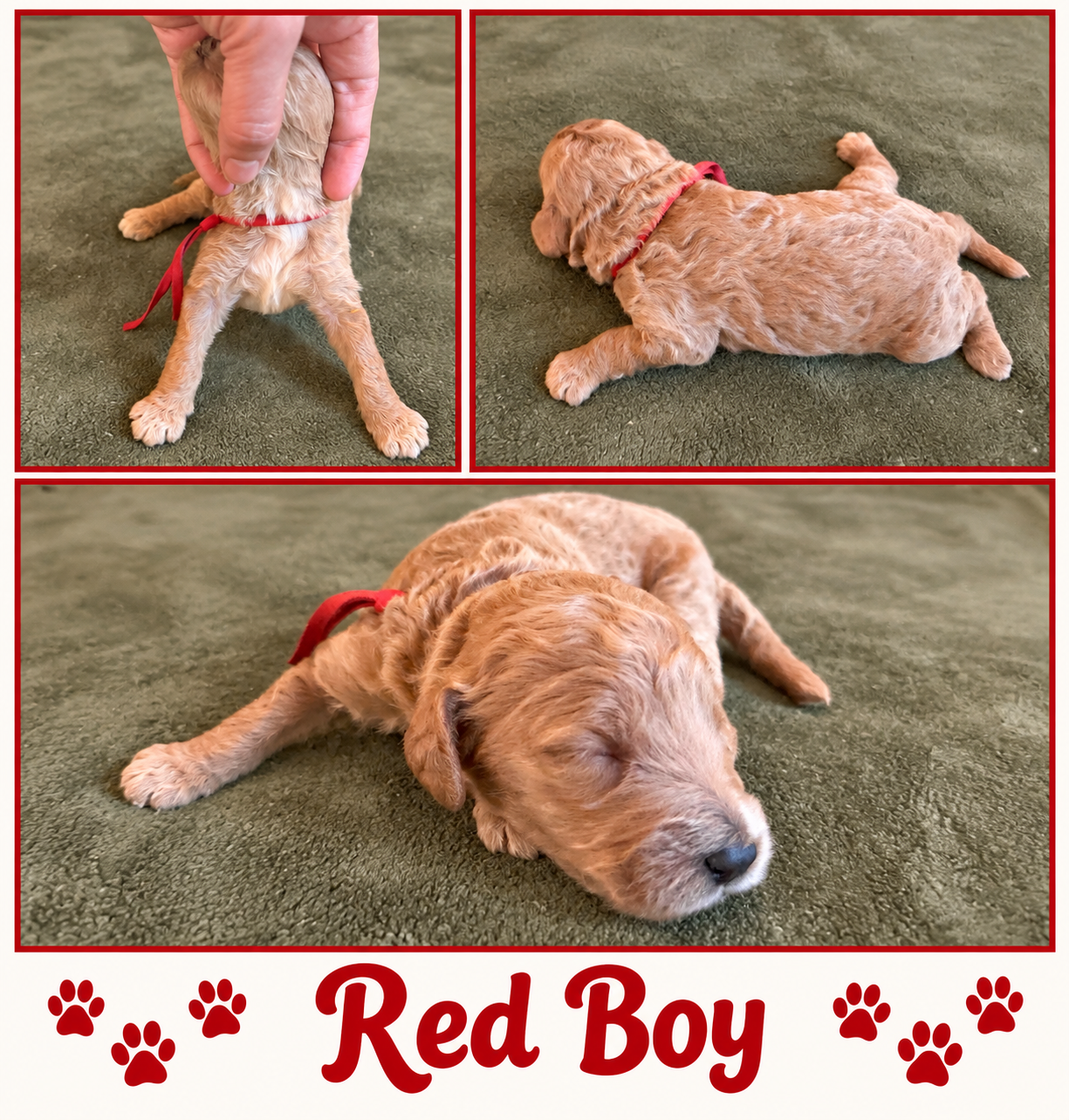 Red collar boy Mini Goldendoodle puppy photo collage