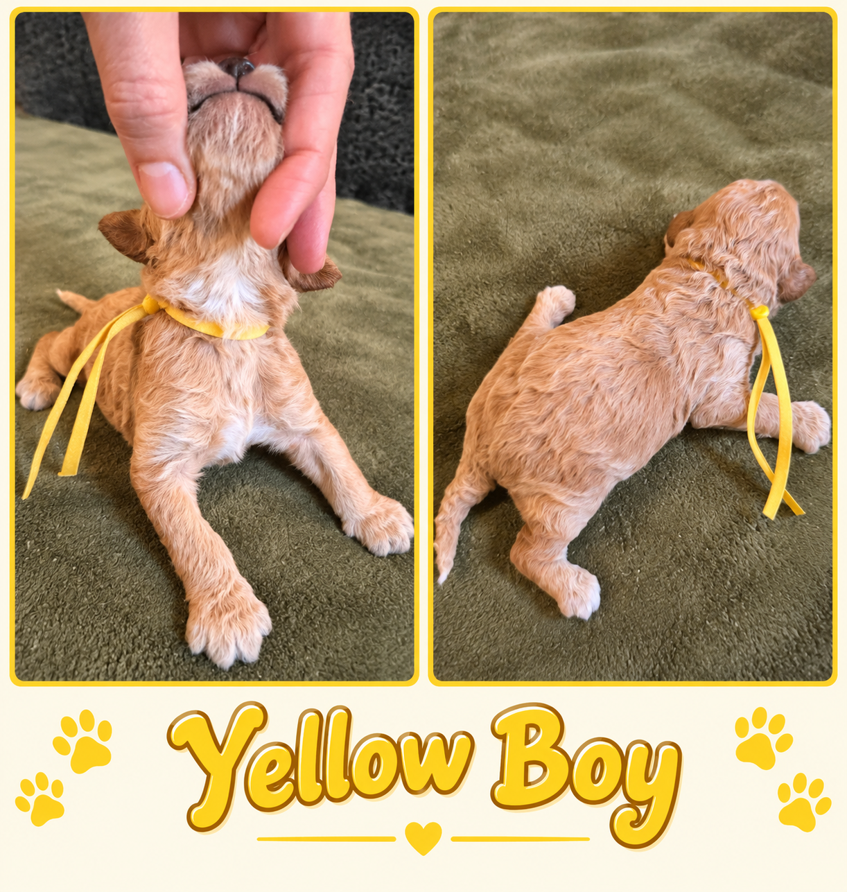 Yellow collar boy Mini Goldendoodle puppy photo collage
